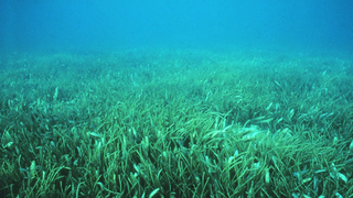 We Just Found Out There Are 'Bees' in the Sea